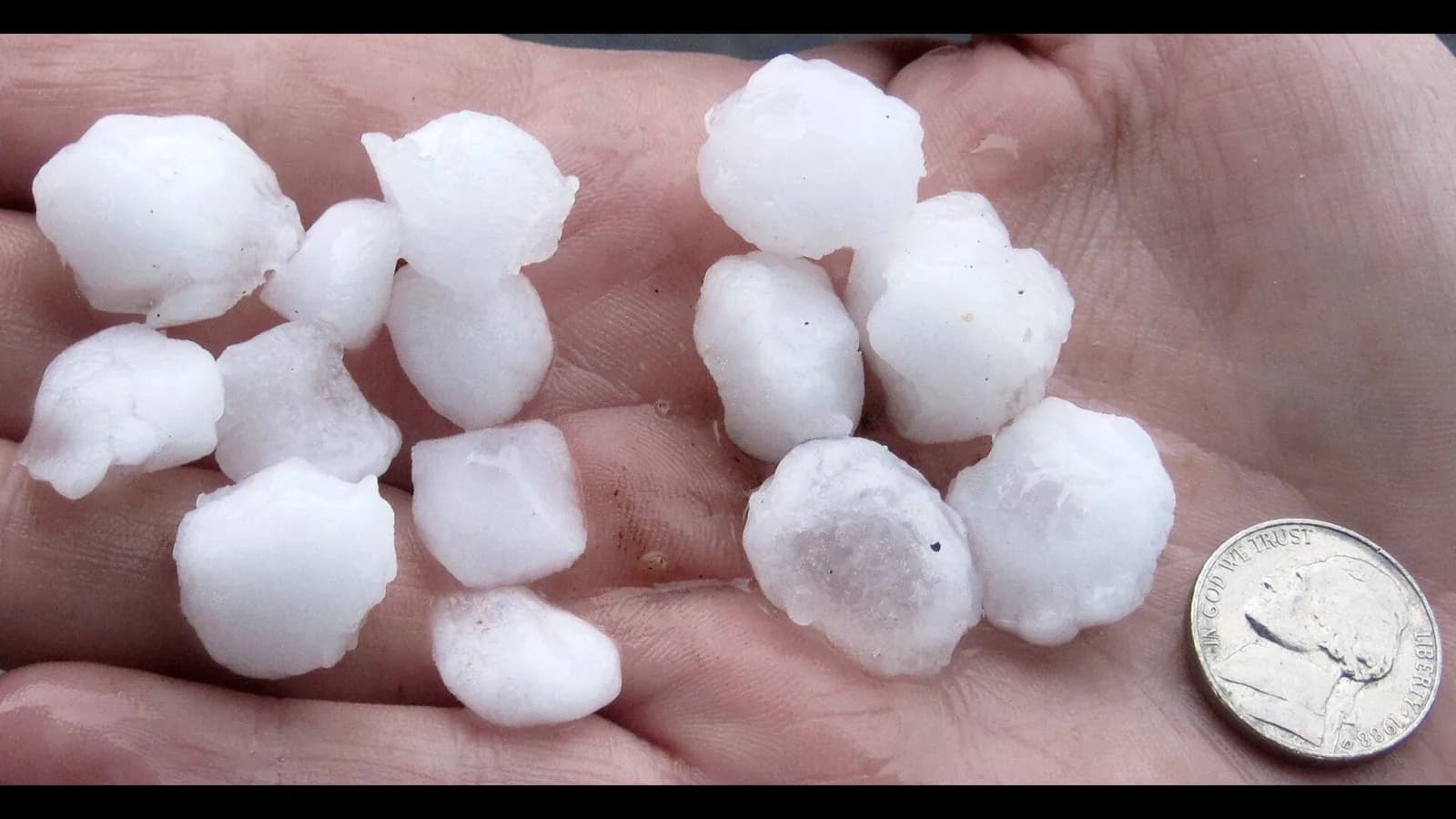 A handful of large hailstones held next to a U.S. nickel for scale.