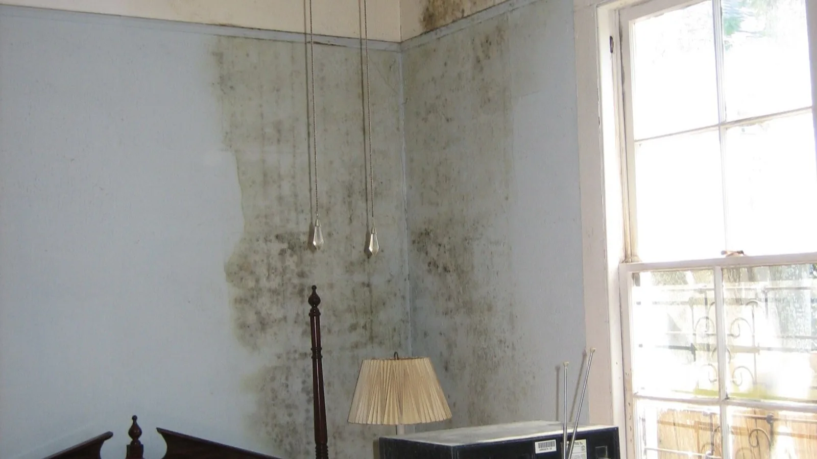 Heavy mold spreading across the walls and ceiling of a flood-damaged bedroom.